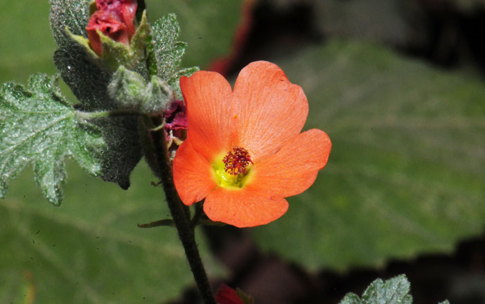 Sphaeralcea ambigua, Desert Globemallow